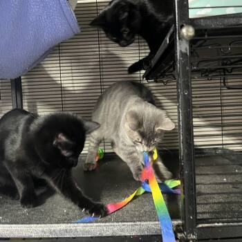 Rescue Domestic Short Hair Cats for Adoption in Shelton, Washington - Marcus, Licorice, Quinn | PetCurious