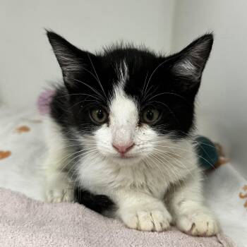 Avalon -  Domestic Medium Hair Cat for Adoption in Phoenix, Arizona - Avalon | PetCurious