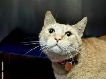 Peppa -  Domestic Short Hair Cat for Adoption in Woodbury, Minnesota - Peppa | PetCurious