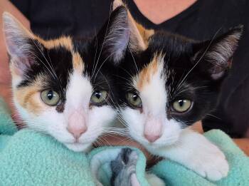 Rescue Domestic Short Hair Cats for Adoption in Sonora, California - Evangeline | PetCurious