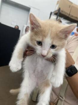 ARIEL -  Domestic Short Hair Cat for Adoption in Dallas, Texas - ARIEL | PetCurious