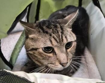Cairo -  Domestic Short Hair Cat for Adoption in New York, New York - Cairo | PetCurious