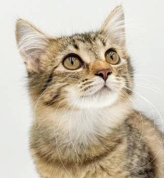 Gypsy is GORGEOUS - poofy sweet and mini cat dog -  Maine Coon and Siberian Cat for Adoption in Bedford Hills, New York - Gypsy Is GORGEOUS - Poofy Sweet And Mini Cat Dog | PetCurious