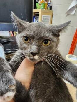 Kandi available as a barn cat, fostered -  Domestic Short Hair Cat for Adoption in Seneca, South Carolina - Kandi Available As A Barn Cat, Fostered | PetCurious