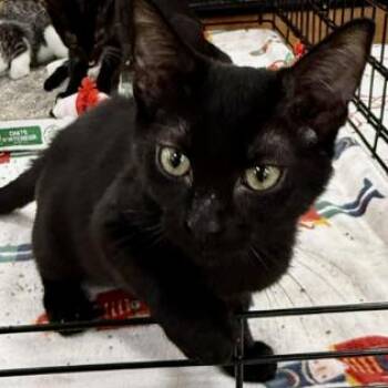 Apple Pie -  Domestic Short Hair Cat Available for Adoption in NEW PT RICHEY, Florida - Apple Pie | PetCurious