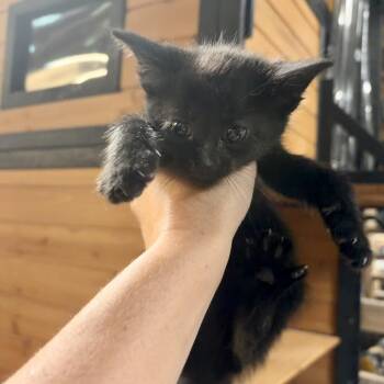 Clint -  Domestic Short Hair Cat for Adoption in Kansas City, Missouri - Clint | PetCurious