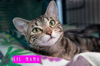 Domestic Short Hair Cats Available for Adoption in Shelton, Washington - Flipper ( Aka Lil Mama) | PetCurious