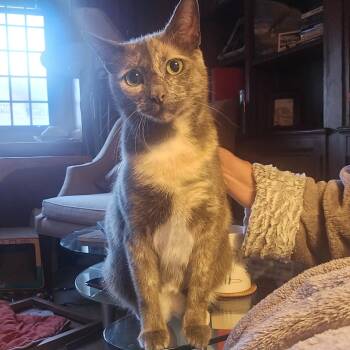 Hey There Delilah -  Tortoiseshell Cat for Adoption in North Haven, Connecticut - Hey There Delilah | PetCurious