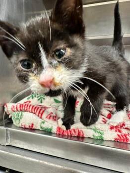 Bianca -  American Shorthair Cat for Adoption in Plymouth, Connecticut - Bianca | PetCurious