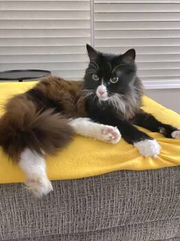 Domestic Long Hair Cats Available for Adoption in Muskego, Wisconsin - Princess - Gorgeous Long Hair Tuxedo/calico | PetCurious