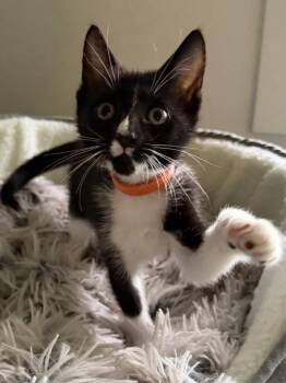 Starling -  Domestic Short Hair Cat for Adoption in Healdsburg, California - Starling | PetCurious