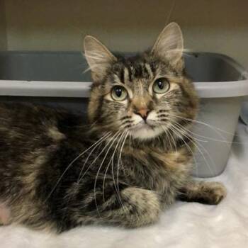 Domestic Short Hair Cats Available for Adoption in Sacramento, California - Livy | PetCurious
