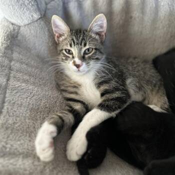 Crash -  Domestic Short Hair Cat for Adoption in Fort Worth, Texas - Crash | PetCurious