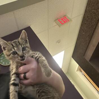 Autumn -  Domestic Short Hair Cat for Adoption in Ottawa, Kansas - Autumn | PetCurious