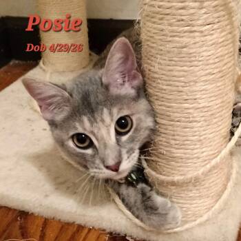Posie -  Domestic Short Hair Cat for Adoption in Clayton, California - Posie | PetCurious