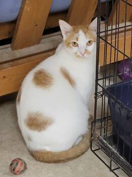 Rescue Domestic Short Hair Cats for Adoption in Douglasville, Georgia - Hansel | PetCurious