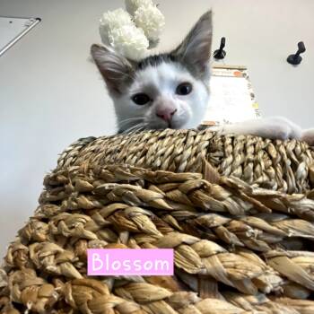 Rescue Domestic Short Hair Cats for Adoption in New Albany, Ohio - Blossom | PetCurious