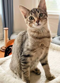 Rescue Domestic Short Hair Cats for Adoption in Cincinnati, Ohio - Bram Von Eek | PetCurious