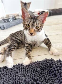 Rescue Domestic Short Hair Cats for Adoption in Calgary, Alberta - Flareon | PetCurious