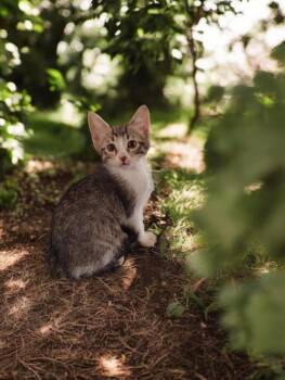 Lenox -  Domestic Short Hair Cat for Adoption in North Richland Hills, Texas - Lenox | PetCurious