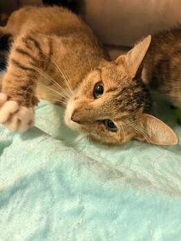 Momma Cat -  Domestic Short Hair Cat for Adoption in Morgantown, Kentucky - Momma Cat | PetCurious
