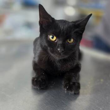 Prue -  Domestic Short Hair Cat for Adoption in Chapel Hill, North Carolina - Prue | PetCurious