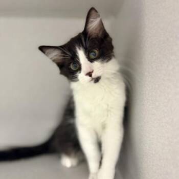 Ohtani -  Domestic Short Hair Cat for Adoption in Atlanta, Georgia - Ohtani | PetCurious