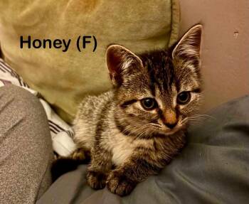 Peanut & Honey -  Domestic Short Hair Cat for Adoption in Canton, Massachusetts - Peanut & Honey | PetCurious