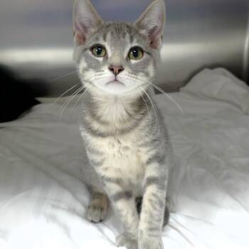 Finn -  Domestic Short Hair Cat for Adoption in Michigan City, Indiana - Finn | PetCurious
