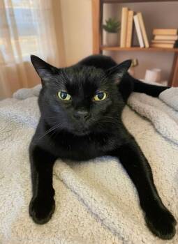 Severus Snape -  Domestic Short Hair Cat for Adoption in Detroit, Michigan - Severus Snape | PetCurious
