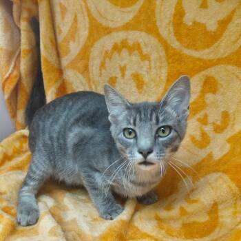 Corky -  Domestic Short Hair Cat for Adoption in New Tazewell, Tennessee - Corky | PetCurious