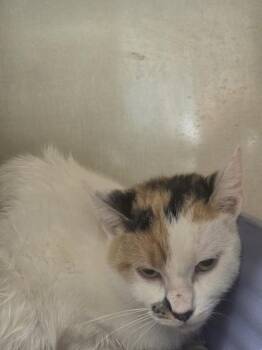 American Shorthair Cats Available for Adoption in Blue Earth, Minnesota - Princess Laya | PetCurious