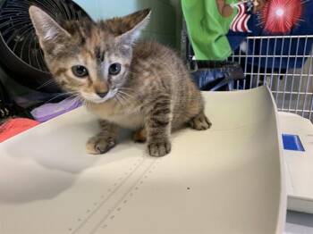 SAGE -  Domestic Short Hair Cat for Adoption in Grand Prairie, Texas - SAGE | PetCurious