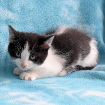 Pluto 52598 -  Domestic Short Hair Cat for Adoption in Eureka, California - Pluto 52598 | PetCurious