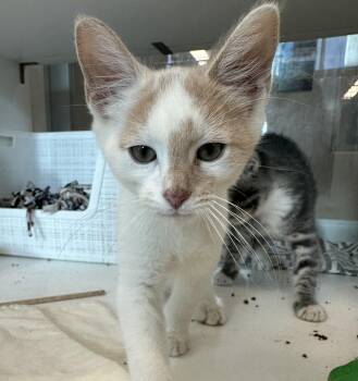 Gregory (ID 53406) -  Domestic Short Hair Cat for Adoption in Manassas, Virginia - Gregory (ID 53406) | PetCurious