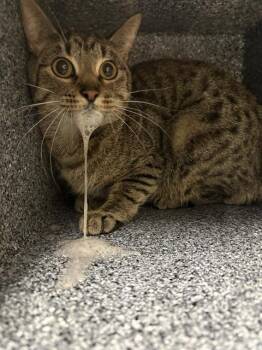 Domestic Short Hair Cats Available for Adoption - LILLITH | PetCurious