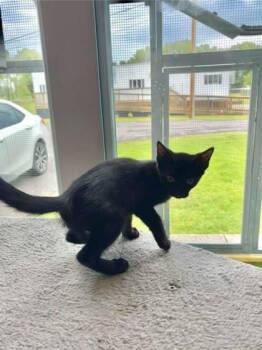 HP -  Domestic Short Hair Cat for Adoption in Paducah, Kentucky - HP | PetCurious