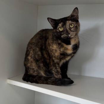 Svetlana -  Domestic Short Hair Cat for Adoption - Svetlana | PetCurious