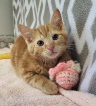 Nelson -  Domestic Short Hair Cat for Adoption in Bucyrus, Ohio - Nelson | PetCurious