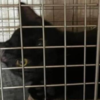 Duchess -  Domestic Short Hair Cat for Adoption - Duchess | PetCurious