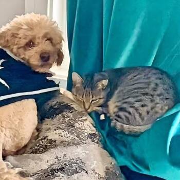 Rescue Domestic Short Hair Cats for Adoption in Chicago, Illinois - Stormy | PetCurious