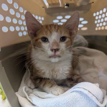 Curious -  Domestic Short Hair Cat for Adoption in Watertown, New York - Curious | PetCurious