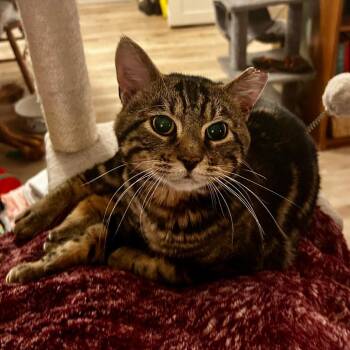 Domestic Short Hair Cats Available for Adoption in Moses Lake, Washington - Konrad | PetCurious
