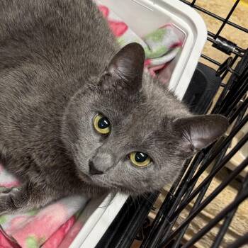 Winnie -  Domestic Short Hair Cat for Adoption in Syracuse, New York - Winnie | PetCurious