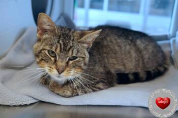 Frosty -  Domestic Short Hair Cat for Adoption in Sidney, Ohio - Frosty | PetCurious
