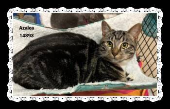 Rescue Domestic Short Hair and Tabby Cats for Adoption in Marietta, Georgia - AZALEA | PetCurious