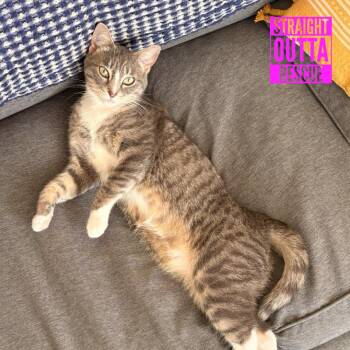 Domestic Short Hair Cats Available for Adoption in Vancouver, British Columbia - Bambi | PetCurious