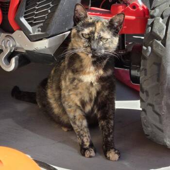 Domestic Short Hair Cats Available for Adoption - Brava | PetCurious