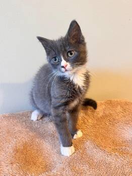 Linea -  Domestic Short Hair Cat for Adoption in Newnan, Georgia - Linea | PetCurious