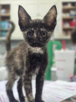String bean IN FOSTER -  Domestic Short Hair Cat for Adoption in Danielsville, Georgia - String Bean IN FOSTER | PetCurious
